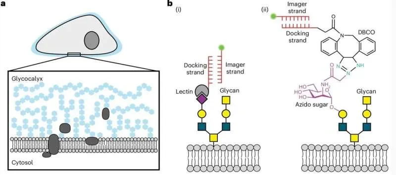 Nanometer-scale cell sugar mapping reveals internal states, from immune activation to cancer stages - 1