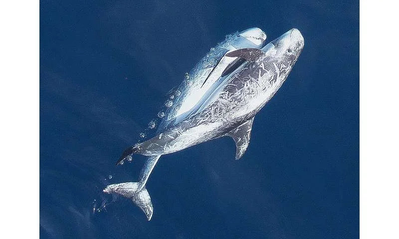 DNA floating in seawater is now enough to let scientists monitor the health of America's dolphin populations - 4