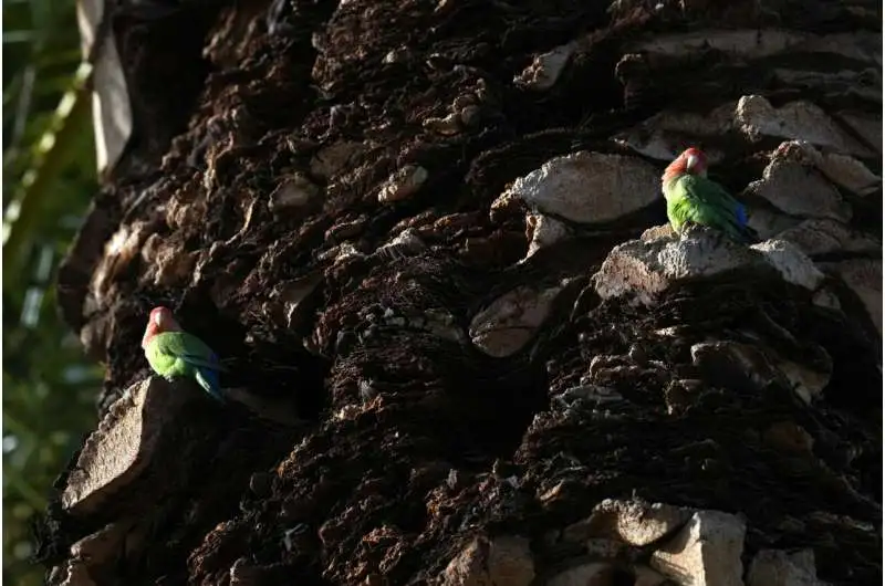 What we can learn from lovebirds, the rare birds that mate for life - 3