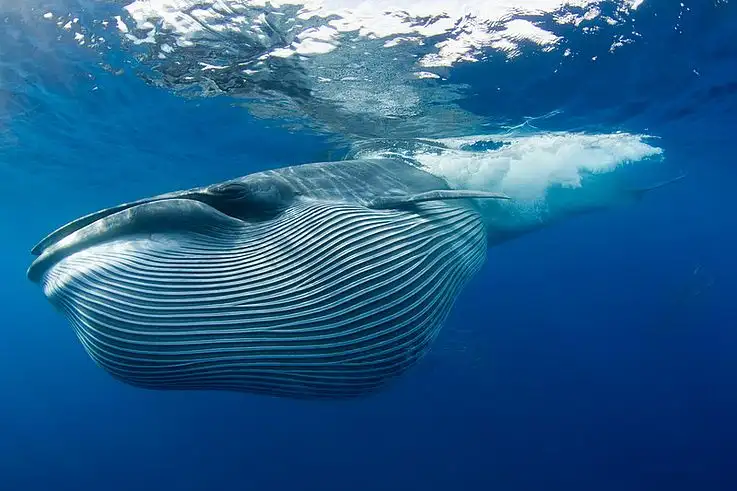 A whale of a journey! Humpback completes the longest EVER recorded ocean crossing - travelling more than 9,300 miles from Australia to Brazil - 2