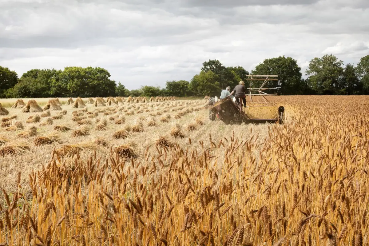 How do you restore the wild spaces of a corner of England? - 3