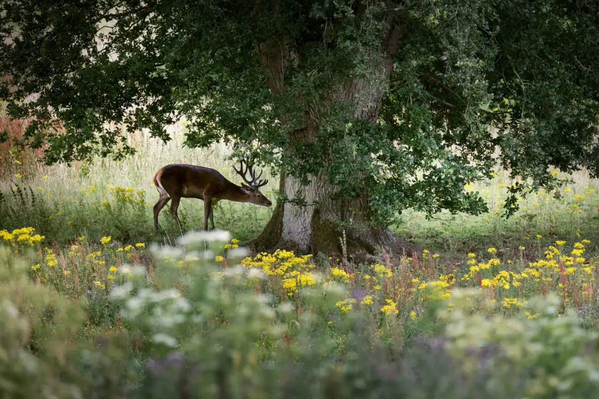How do you restore the wild spaces of a corner of England? - 1