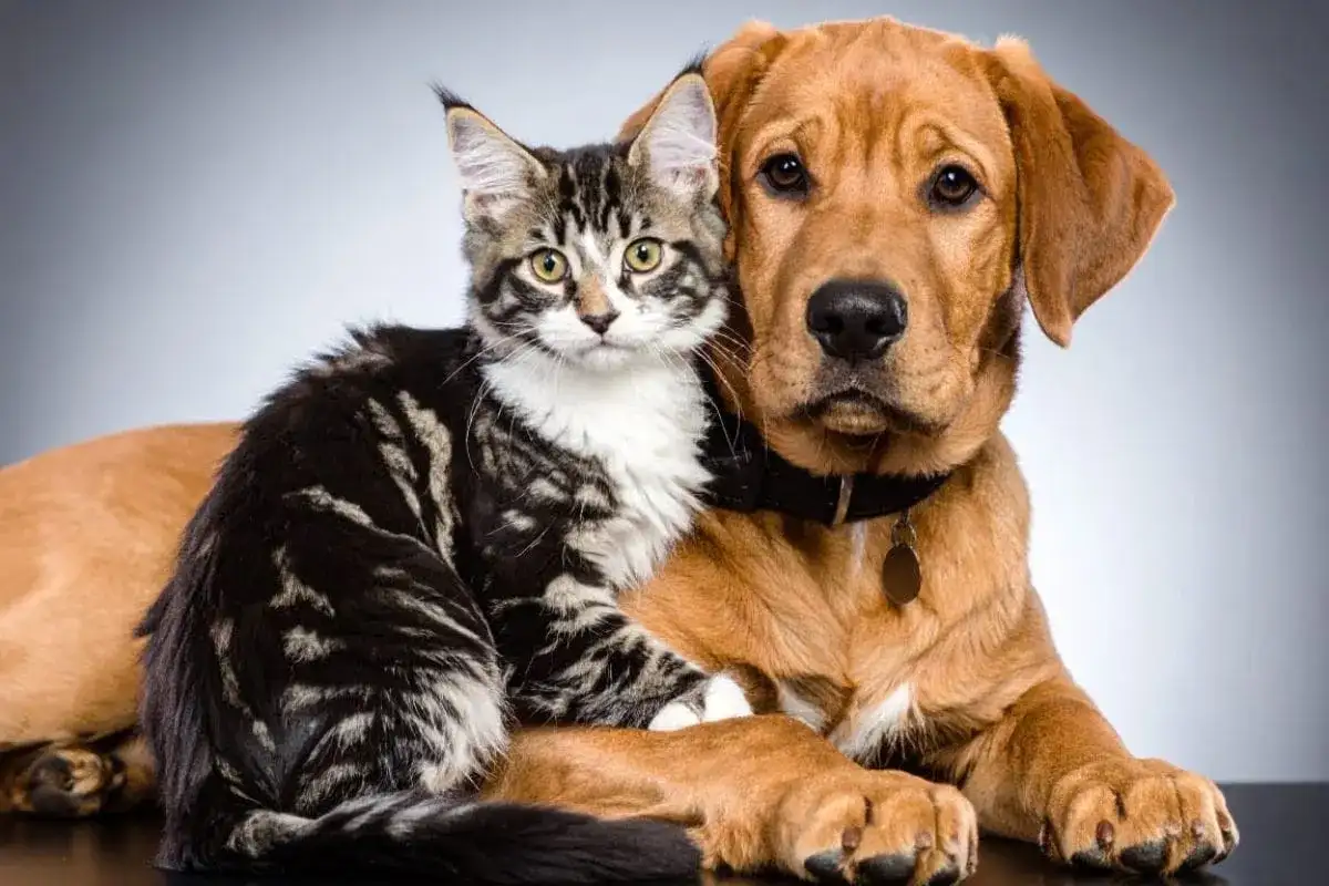 Maybe, ditch Gemini and ChatGPT for your AI images. Try an alternative that I jut came across - 1