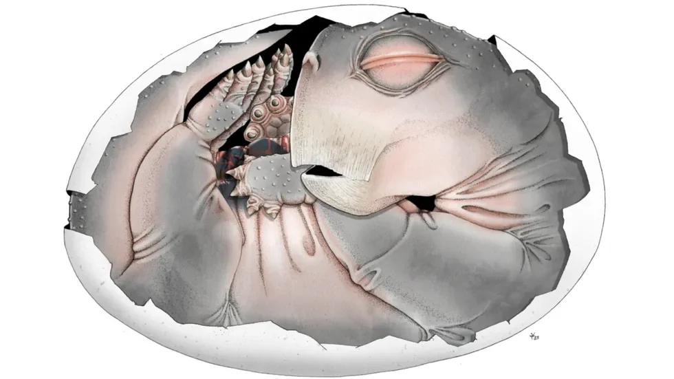 Embryo fossil found in South Africa is world's oldest proof that mammal ancestors laid eggs - 4
