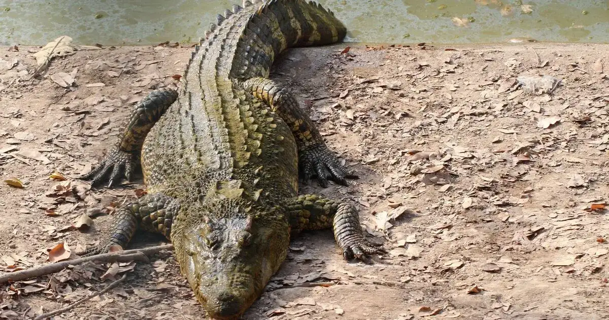Man attacked by crocodile in northern WA flown to Perth for surgery - 3