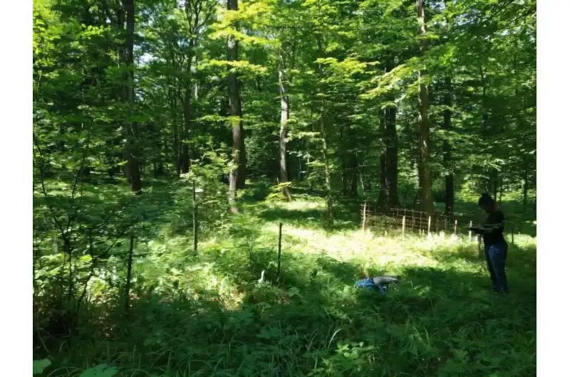 Elongated canopy gaps may best support the natural regeneration of oak forest - 2