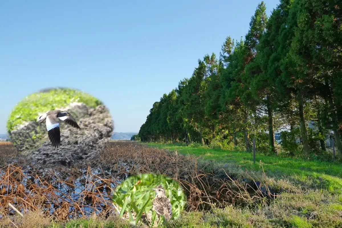 Planting tree belts on wet farmland comes with an overlooked trade-off - 2