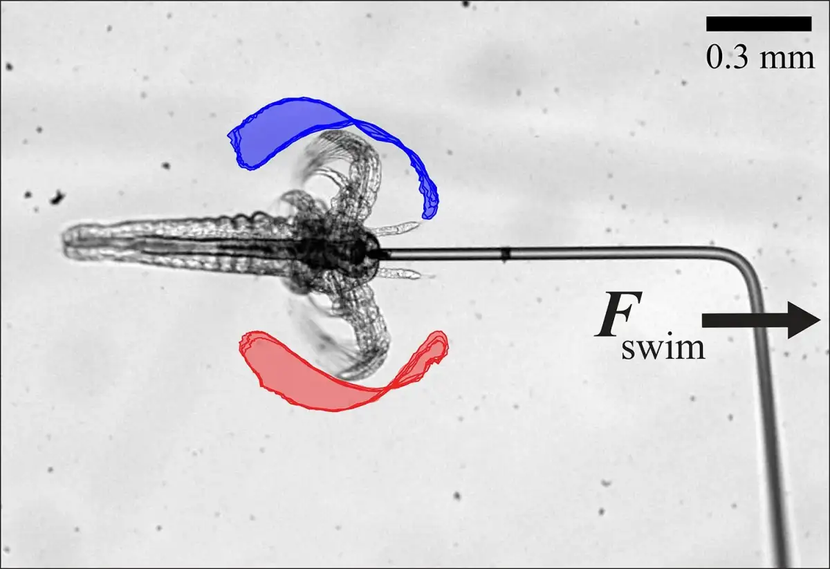 'Mesoscale' swimmers could pave way for drug delivery robots inside the body - 1
