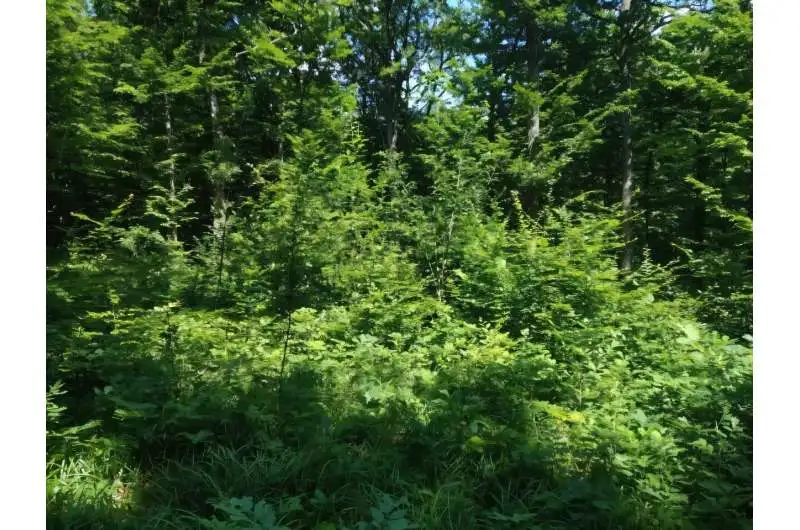 Elongated canopy gaps may best support the natural regeneration of oak forest - 1