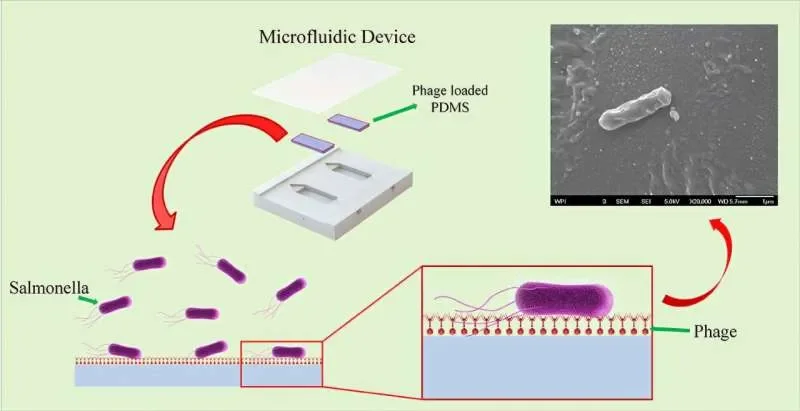 Harmless viruses trap Salmonella on flexible polymer in portable microfluidic sensor - 1