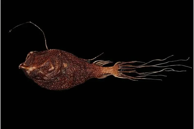 How Female Anglerfish Evolved to Have It All - 1