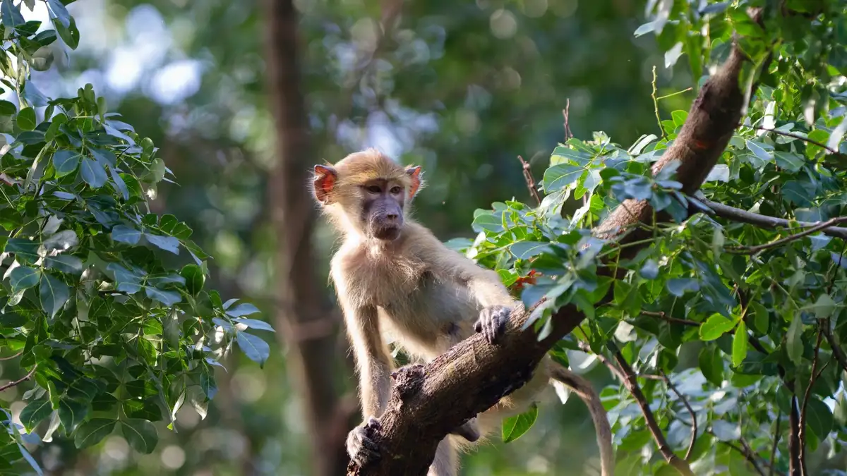It's complicated: New research reveals more about the social networks of baboons and African monkeys - 1