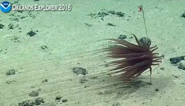 NOAA 'Golden Orb' Identified as Part of the Base of a Giant Sea Anemone—But the Missing Creature Deepens the Mystery - 1