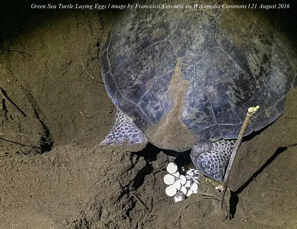 Hawaiian green sea turtles emerge as reef defenders against invasive algae - 1
