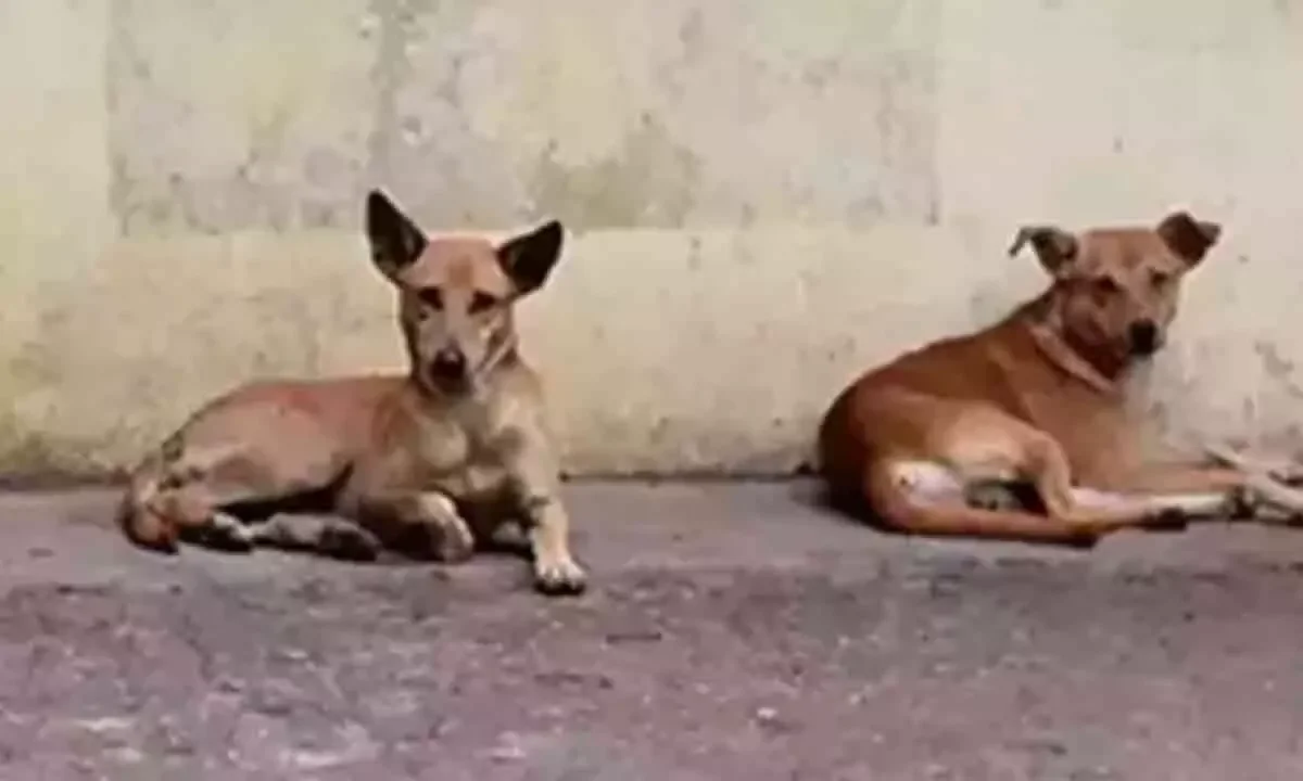 Sterilisation, vaccination of community dogs intensified in Perambalur - 4
