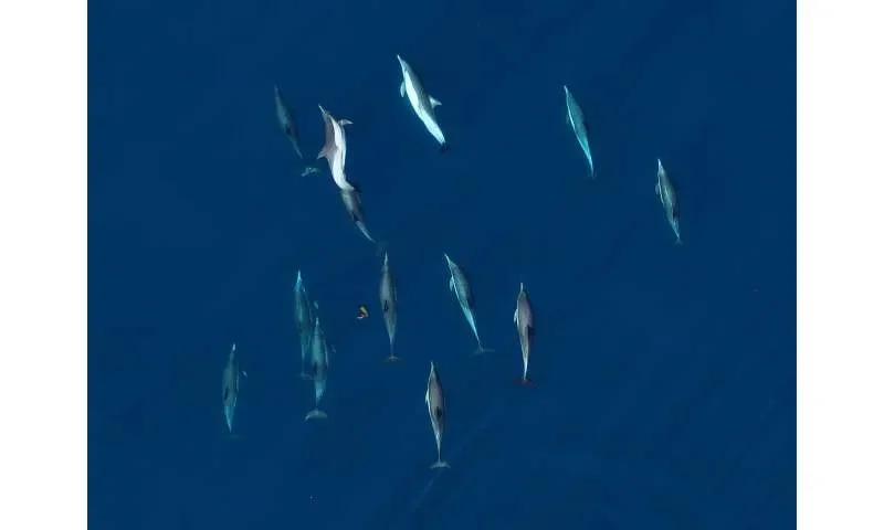 DNA floating in seawater is now enough to let scientists monitor the health of America's dolphin populations - 3