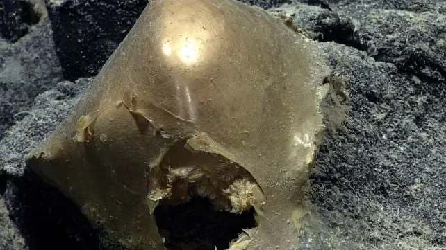 NOAA 'Golden Orb' Identified as Part of the Base of a Giant Sea Anemone—But the Missing Creature Deepens the Mystery - 3