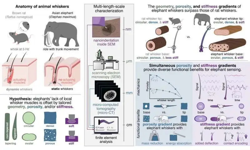 Remarkable Sense of Touch in Elephant’s Trunk Isn’t Just about Muscles or Nerves: Study - 3