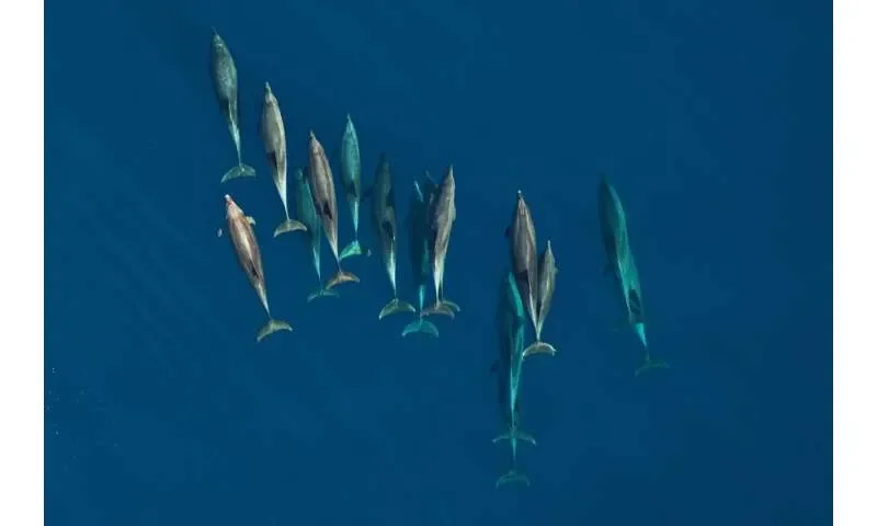 DNA floating in seawater is now enough to let scientists monitor the health of America's dolphin populations - 1