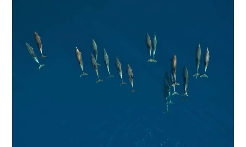 DNA floating in seawater is now enough to let scientists monitor the health of America's dolphin populations - 2