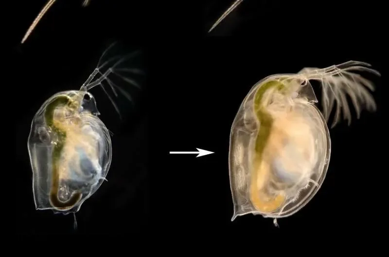 Why some water fleas suddenly grow helmets: Key receptors reveal how predator warnings trigger defense - 1