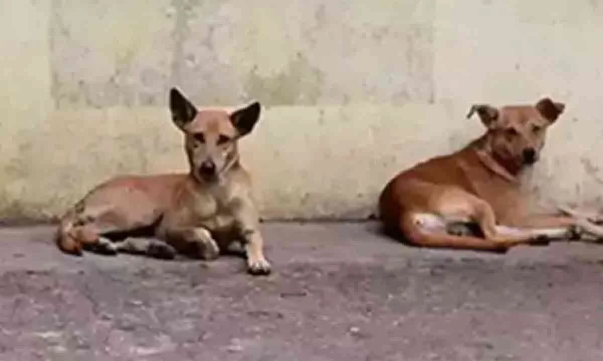 Sterilisation, vaccination of community dogs intensified in Perambalur - 3