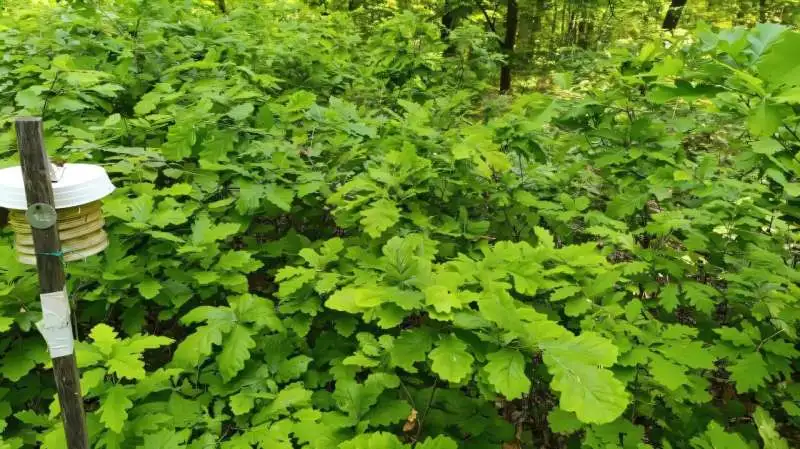 Elongated canopy gaps may best support the natural regeneration of oak forest - 3