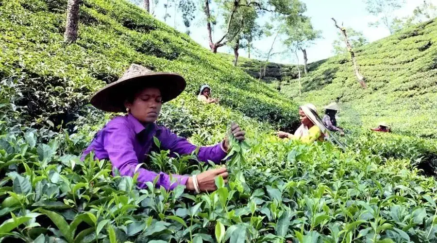 Tea workers’ wage hike notified in poll-bound Assam - 3