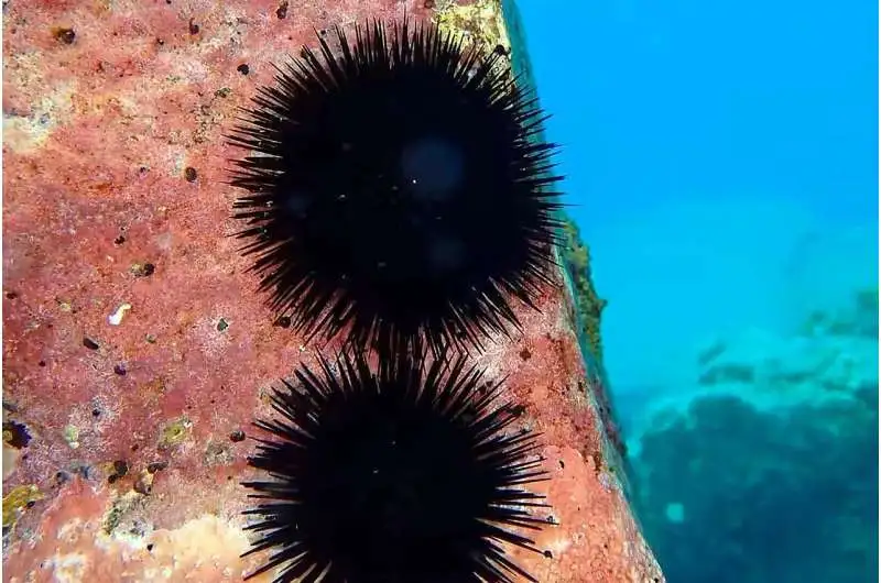 A mother's gift: Plastid-derived structures help sea urchin development and dispersal - 1