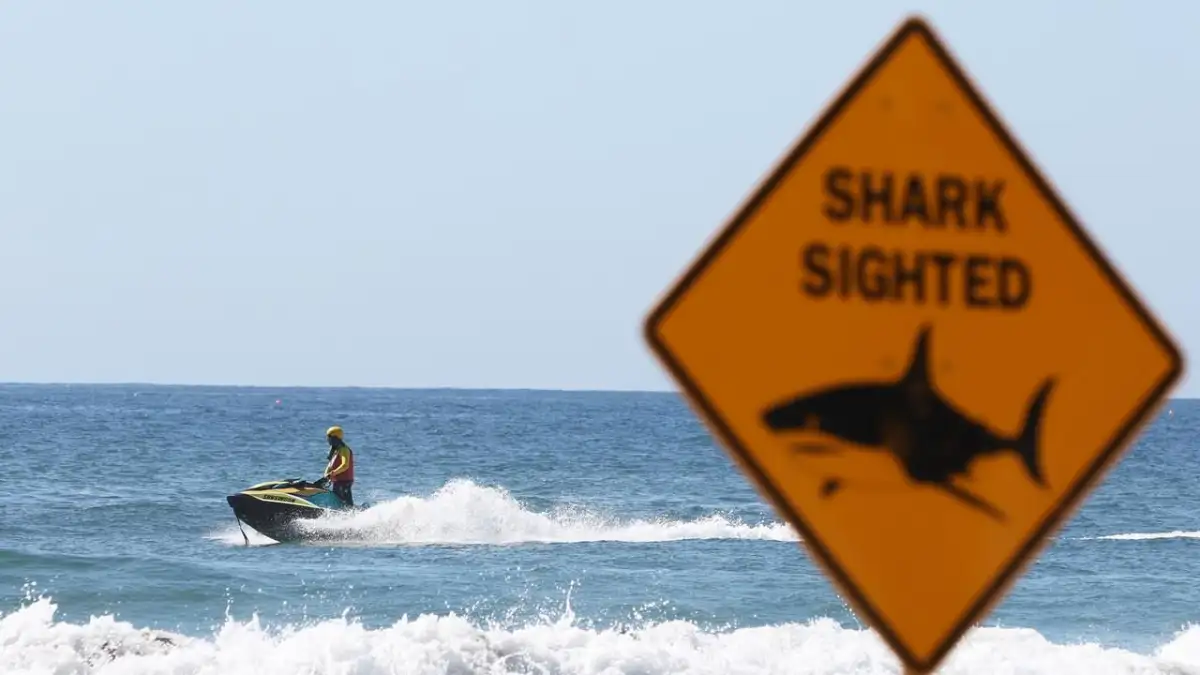 Man dies after shark attack in Western Australia - 1