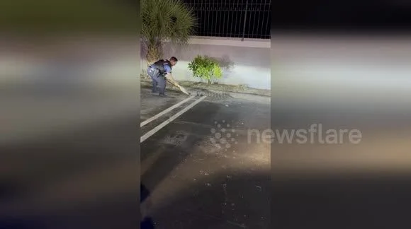 Police officers wrestle alligator in empty car park with bare hands in Florida - 1