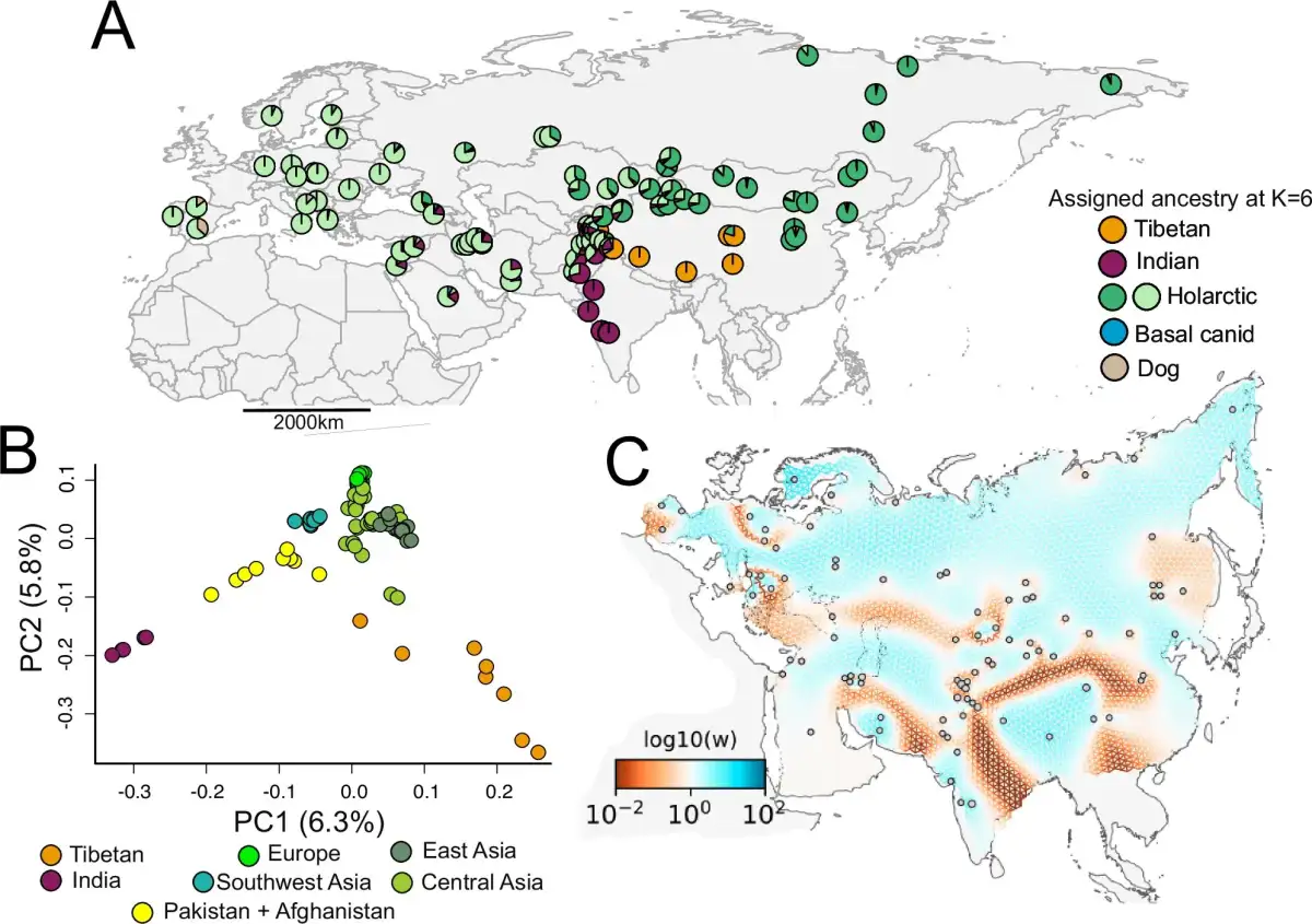 Indian and Tibetan wolves reveal ancient lineages with unexpected genomic diversity - 2