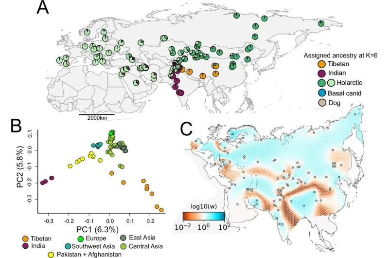 Indian and Tibetan wolves reveal ancient lineages with unexpected genomic diversity - 3