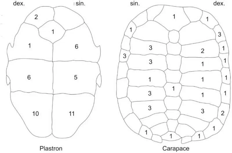 Neanderthals in Central Europe hunted pond turtles—not for food, but likely for their shells - 1
