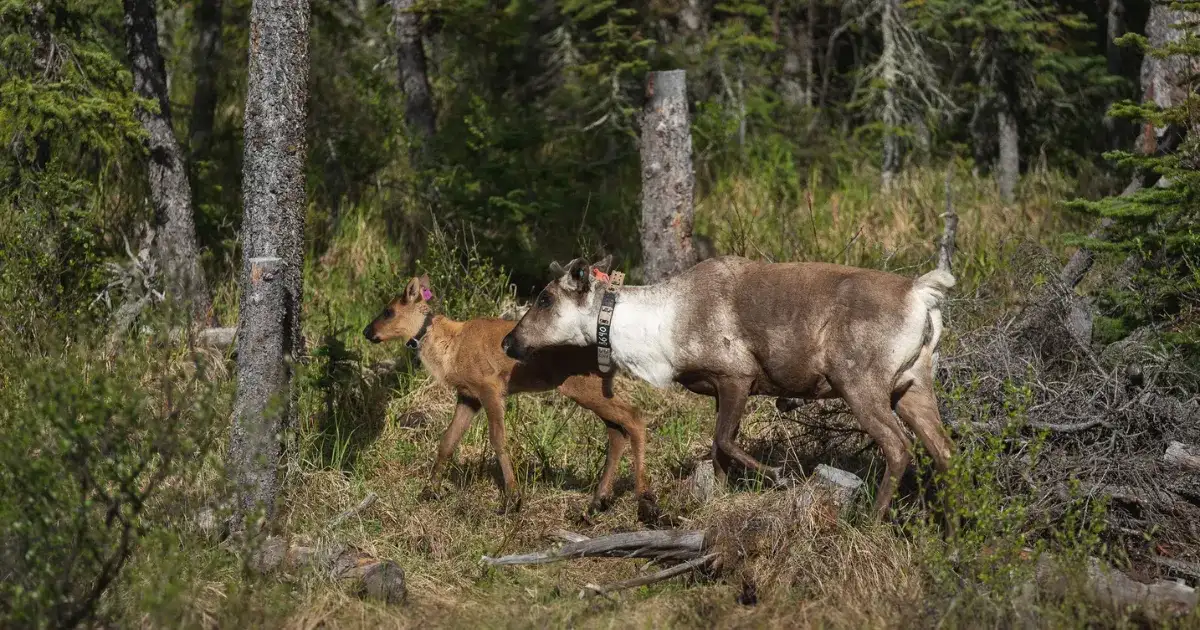 'Nothing is changing,' researcher warns British Columbia's endangered species lacking protection - 1