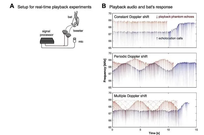 Bats create 'silent frequency zones' to detect prey in noisy flight, researchers reveal - 1