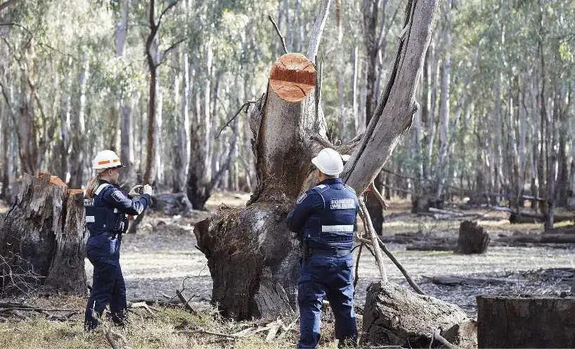 Tree felling banned in view of likely increase in demand for firewood - 2