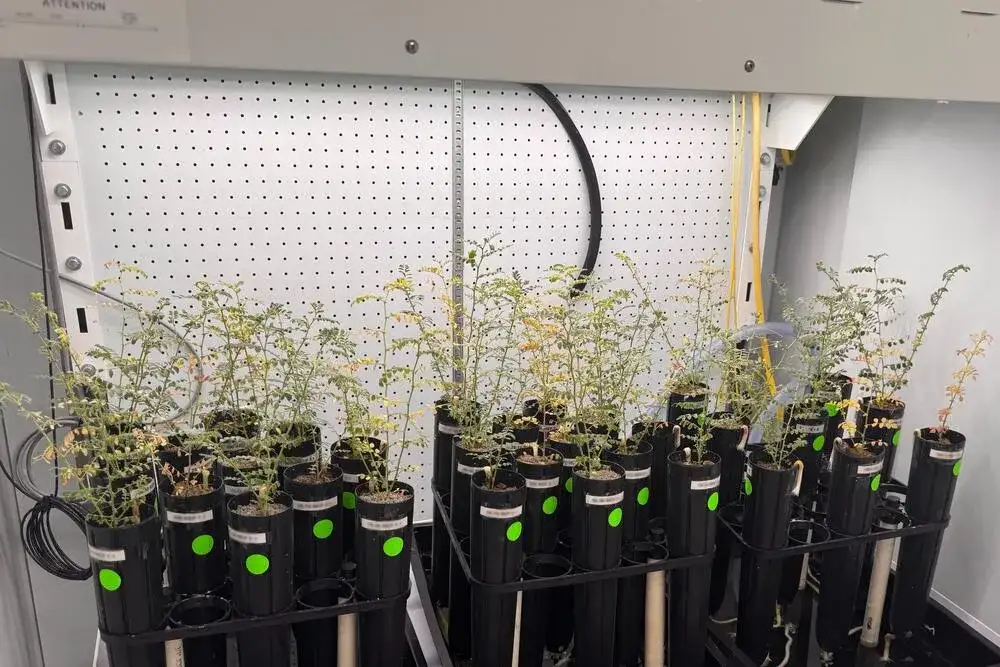 Can we grow life on Mars? Experiments show potential in simulated extraterrestrial soil - 3