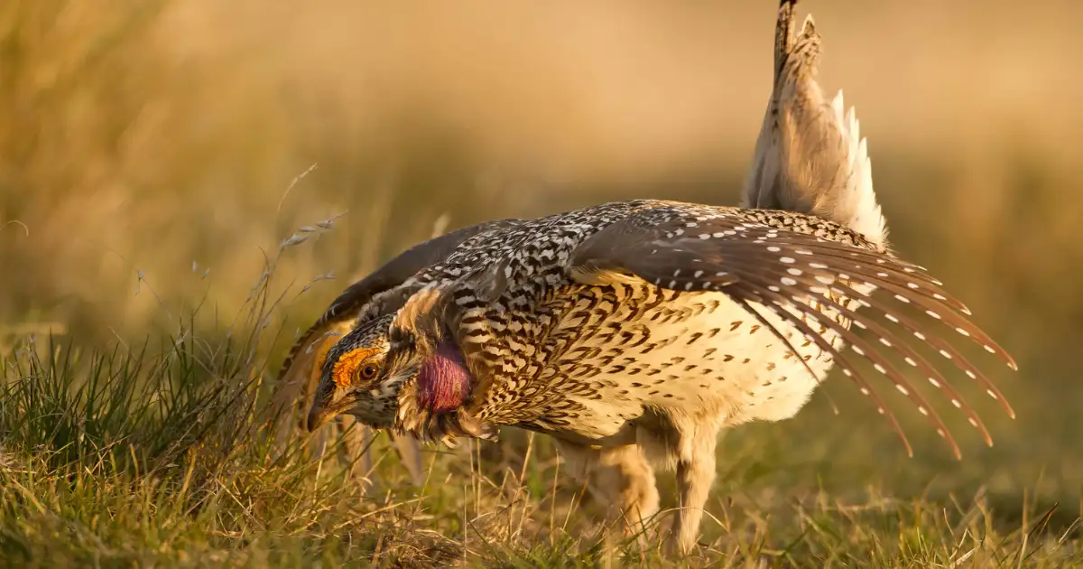 'Nothing is changing,' researcher warns British Columbia's endangered species lacking protection - 3