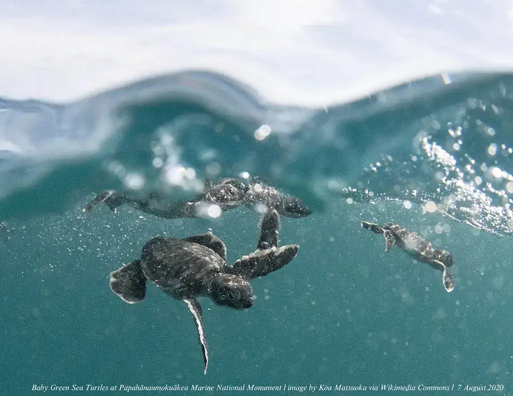 Hawaiian green sea turtles emerge as reef defenders against invasive algae - 2