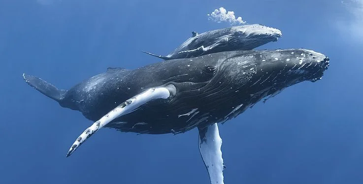 A whale of a journey! Humpback completes the longest EVER recorded ocean crossing - travelling more than 9,300 miles from Australia to Brazil - 4