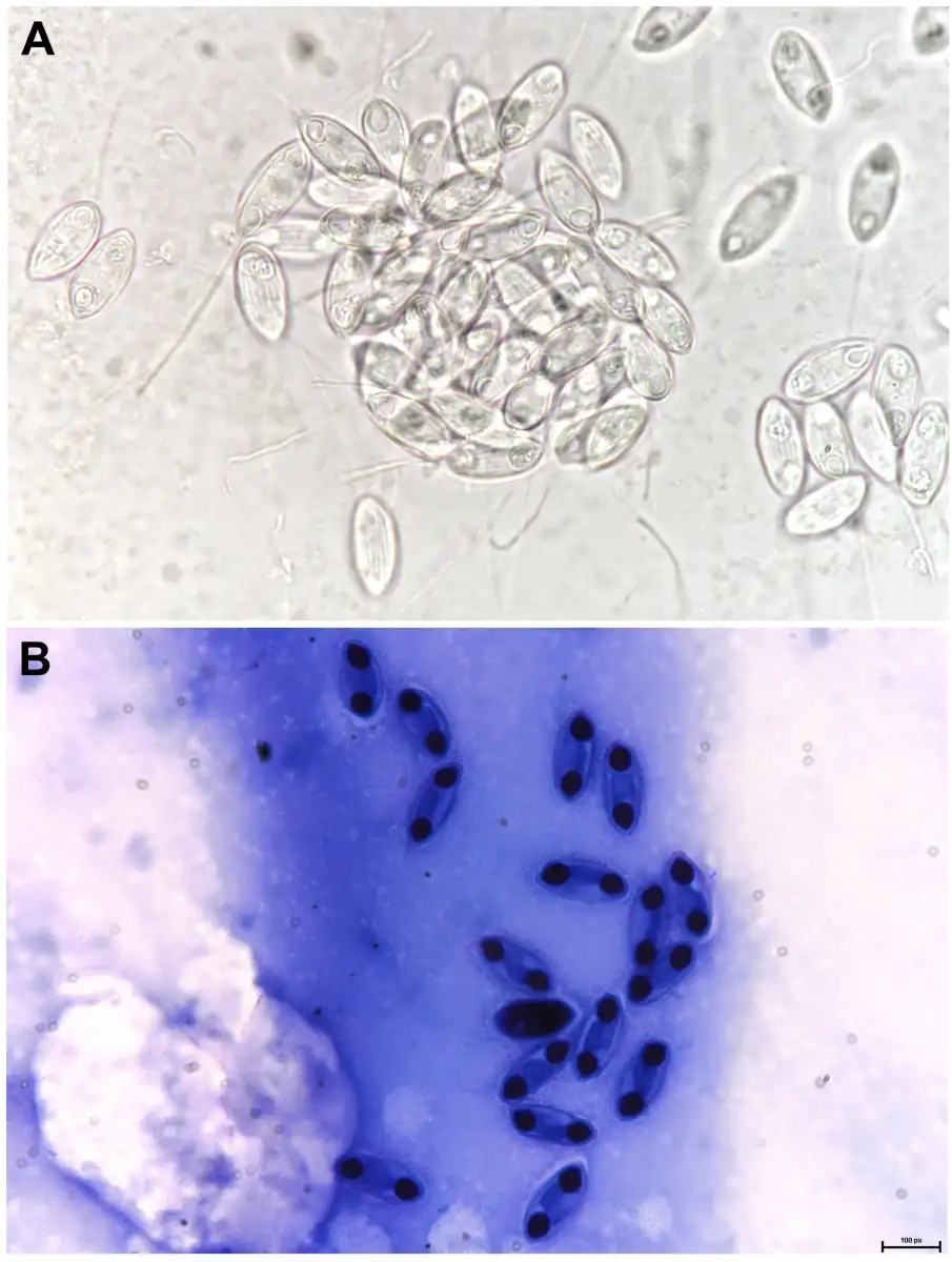 Scientists uncover hidden parasite diversity in barb fish from the Sea of Galilee - 1