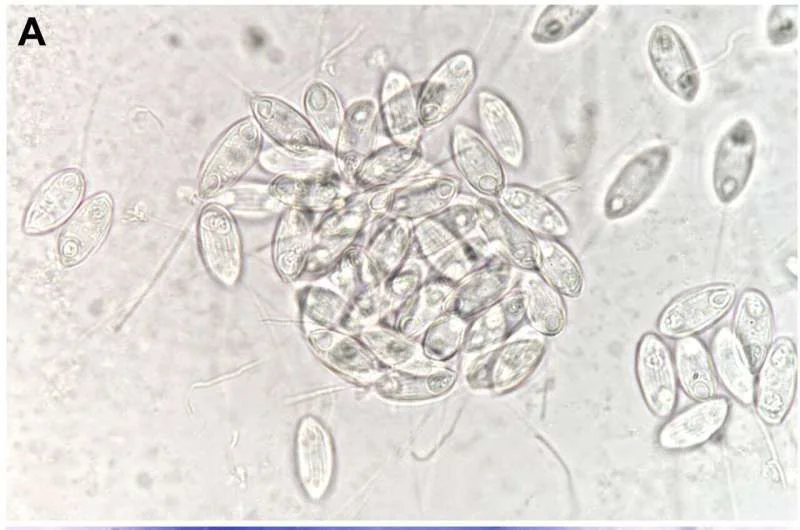 Scientists uncover hidden parasite diversity in barb fish from the Sea of Galilee - 2