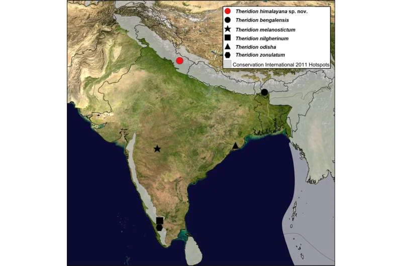 New 'Happy-Face' spider species discovered in the Indian Himalayas - 1