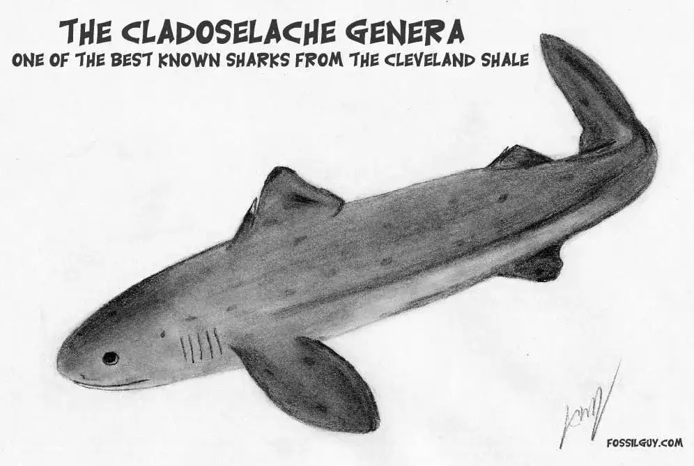 Prehistoric fossil poses puzzles in shark research - 3