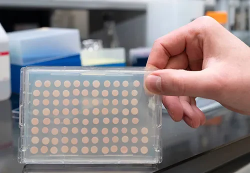 Zinc is a metal essential to life – scientists have discovered a protein that helps keep cells alive when zinc levels are low - 2