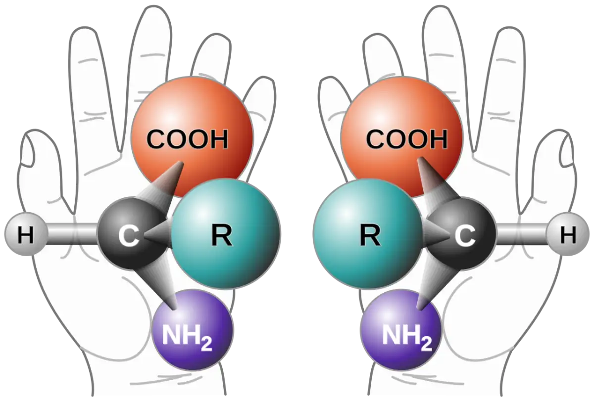 Chemists use sea sponge bacteria to create new molecules for drug discovery - 1