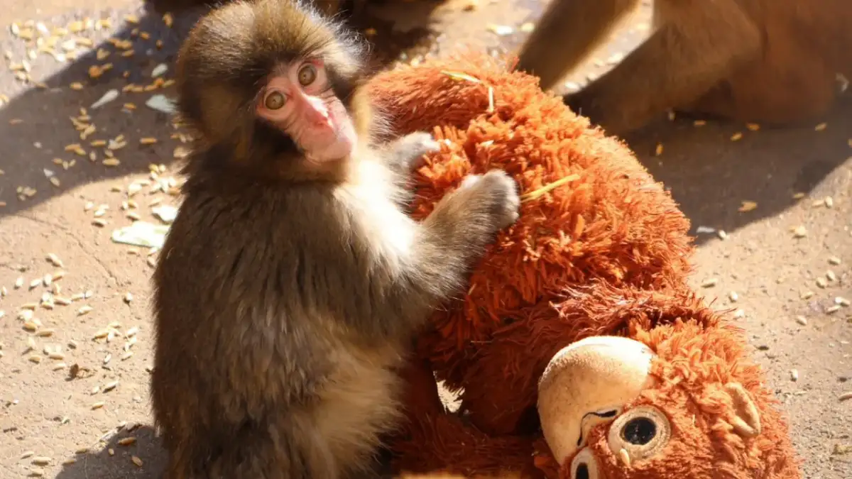 Punch The Monkey Update: Despite Global Support, He Still Gets Bullied In Heartbreaking Videos — Why Do Other Primates Hate Him? - 1