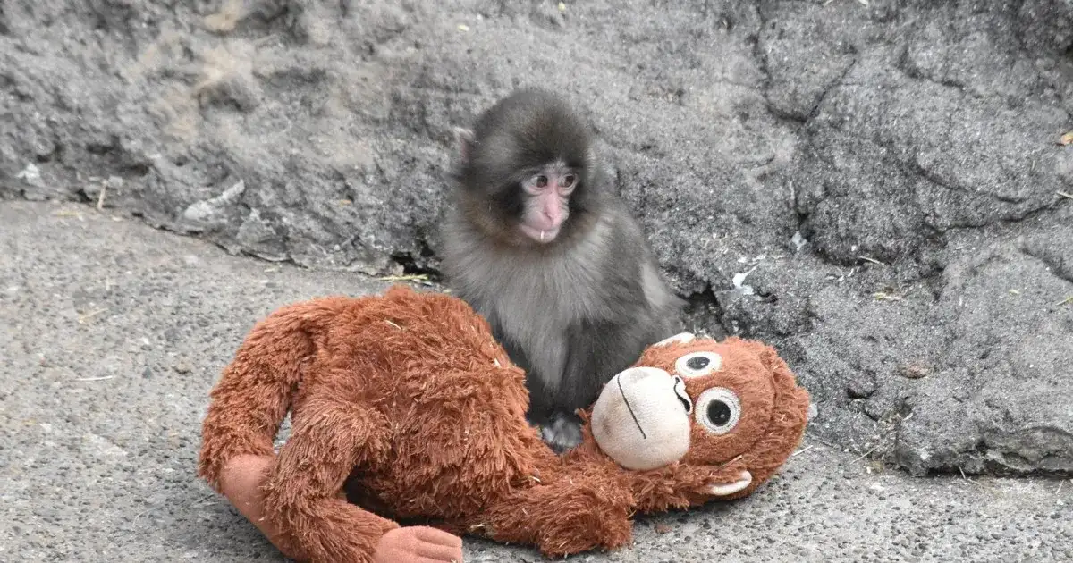 Meet The 'Punch Papas' Kosuke Shikano And Shumpei Miyakoshi: The Zookeepers Who Are Slowly Getting Recognition As Punch The Monkey's Caretakers - 1