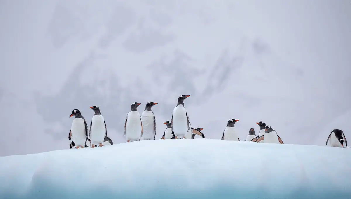 Gentoo penguins the first birds on Australian territory to contract H5N1 as bird flu spreads - 2